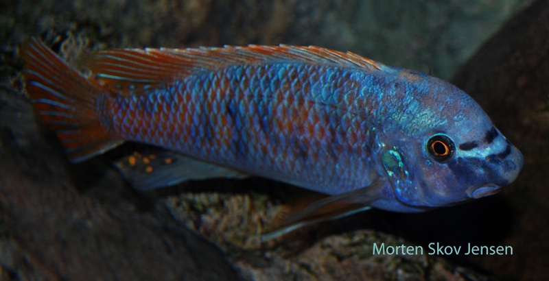 Labeotropheus fuelleborni 'Chiwi Rocks'